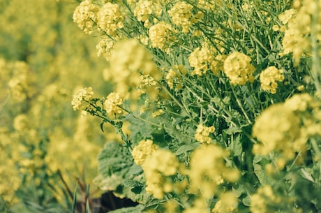 朝花夕拾简介(深度揭秘 | 朝花夕拾简介)