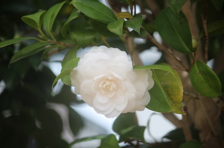 防静电地板 木基防静电地板为优质刨花板