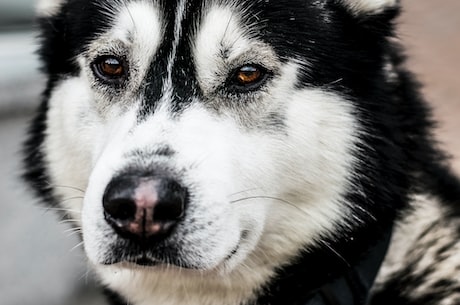 狂犬疫苗怎么打？安全又有效的注射方法