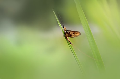 蜉蝣怎么读(蜉蝣怎么读？)