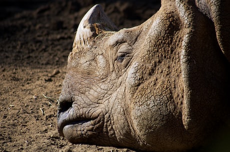 初学者如何入门 Rhino：犀牛教程