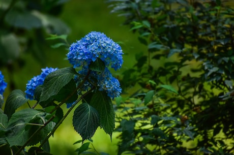 凌霄花(凌霄花：神奇的蓝花之王)