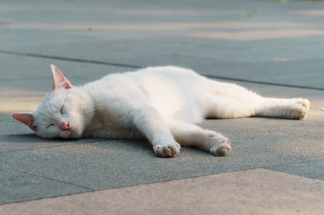 熊猫的图片(欢迎观看熊猫的图片！)