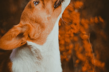 平背德牧(探秘平背德牧：德国最受欢迎的牧羊犬之一)