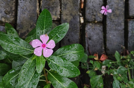 桃花劫剧情介绍(琅琊榜之桃花劫剧情介绍)