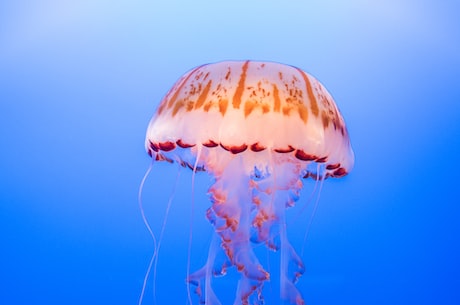 海蜇皮(海蜇皮的美食妙用)