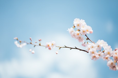 春天的最后的一个节气(农历二十四节气系列：春天的最后一个节气——夏至)