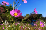 《朝花夕拾》免费电子书阅读 | 百科资讯