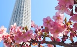 西安花卉市场（迷幻之都西安花卉市场）