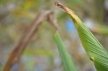 金线莲(金线莲：草本植物中的健康宝藏)