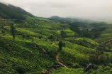 恭城油茶(恭城油茶-浓香四溢的佳饮)