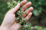 药材种植加盟项目(药材种植加盟项目教你如何轻松创业)