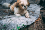 犬屋敷(犬屋敷：了解日本古老的狗屋传统)