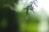 清明时节雨纷纷下一句，这并不是诗人的胡言乱语